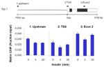 Histone H3 Antibody in ChIP Assay (ChIP)