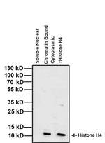 Histone H4 Antibody in Western Blot (WB)