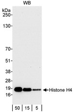 Histone H4 Antibody in Western Blot (WB)