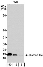 Histone H4 Antibody in Western Blot (WB)