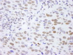 Histone H4 Antibody in Immunohistochemistry (IHC)