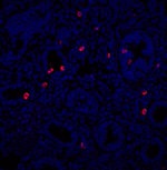 Phospho-Histone H3 (Ser10) Antibody in Immunohistochemistry (Frozen) (IHC (F))