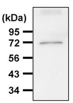 HSP70 Antibody in Western Blot (WB)