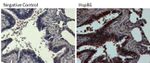 HSP90 alpha Antibody in Immunohistochemistry (Paraffin) (IHC (P))