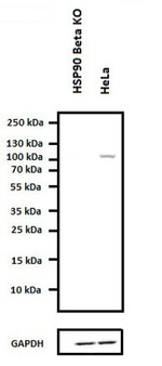 HSP90 beta Antibody