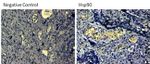 HSP90 alpha Antibody in Immunohistochemistry (Paraffin) (IHC (P))