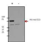 Huntingtin Antibody in Western Blot (WB)