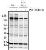 Phospho-Huntingtin (Ser421) Antibody in Western Blot (WB)