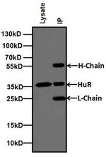 HuR Antibody in Immunoprecipitation (IP)