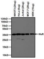 HuR Antibody in Western Blot (WB)