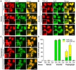 HuR Antibody in Immunocytochemistry (ICC/IF)