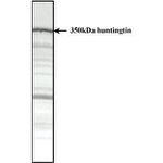 Huntingtin Antibody in Western Blot (WB)