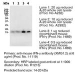 IFN gamma Antibody in Western Blot (WB)