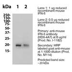 IFN beta Antibody in Western Blot (WB)