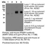 IFNAR-1 Antibody in Western Blot (WB)