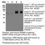 IFNAR-1 Antibody in Western Blot (WB)