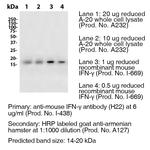 IFN gamma Antibody in Western Blot (WB)