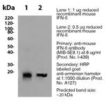 IFN beta Antibody in Western Blot (WB)