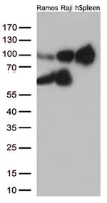 ICAM1 Antibody in Western Blot (WB)