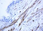 ICT1 Antibody in Immunohistochemistry (Paraffin) (IHC (P))