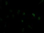 ID2 Antibody in Immunocytochemistry (ICC/IF)