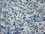 ID2 Antibody in Immunohistochemistry (Paraffin) (IHC (P))