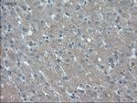 ID2 Antibody in Immunohistochemistry (Paraffin) (IHC (P))