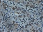 ID2 Antibody in Immunohistochemistry (Paraffin) (IHC (P))