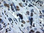 ID2 Antibody in Immunohistochemistry (Paraffin) (IHC (P))