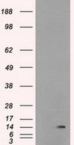 ID2 Antibody in Western Blot (WB)