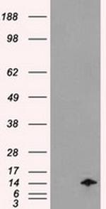 ID2 Antibody in Western Blot (WB)