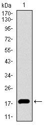 ID2 Antibody in Western Blot (WB)