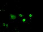 ID3 Antibody in Immunocytochemistry (ICC/IF)