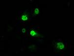 ID3 Antibody in Immunocytochemistry (ICC/IF)