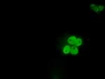 ID3 Antibody in Immunocytochemistry (ICC/IF)