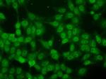 ID3 Antibody in Immunocytochemistry (ICC/IF)