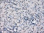 ID3 Antibody in Immunohistochemistry (Paraffin) (IHC (P))