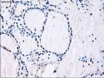 ID3 Antibody in Immunohistochemistry (Paraffin) (IHC (P))