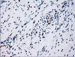 ID3 Antibody in Immunohistochemistry (Paraffin) (IHC (P))