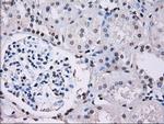 ID3 Antibody in Immunohistochemistry (Paraffin) (IHC (P))