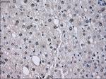 ID3 Antibody in Immunohistochemistry (Paraffin) (IHC (P))