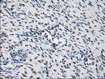 ID3 Antibody in Immunohistochemistry (Paraffin) (IHC (P))