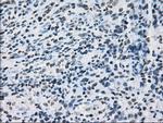 ID3 Antibody in Immunohistochemistry (Paraffin) (IHC (P))