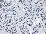 ID3 Antibody in Immunohistochemistry (Paraffin) (IHC (P))