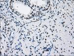 ID3 Antibody in Immunohistochemistry (Paraffin) (IHC (P))