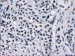 ID3 Antibody in Immunohistochemistry (Paraffin) (IHC (P))