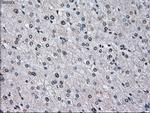 ID3 Antibody in Immunohistochemistry (Paraffin) (IHC (P))