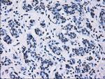 ID3 Antibody in Immunohistochemistry (Paraffin) (IHC (P))