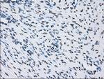 ID3 Antibody in Immunohistochemistry (Paraffin) (IHC (P))