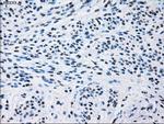 ID3 Antibody in Immunohistochemistry (Paraffin) (IHC (P))